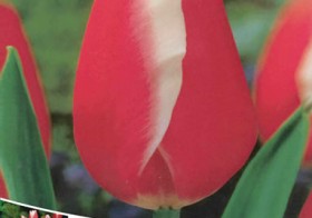 Tulipa Triumph Rood-Wit